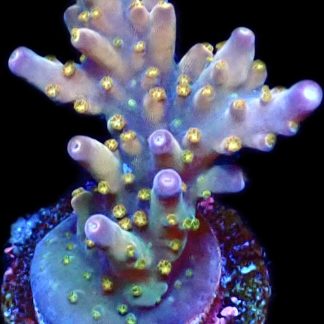 WYSIWYG 13G Midnight Beacon Acropora Frag