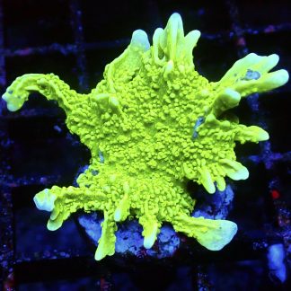 WYSIWYG 11i Elkhorn Montipora