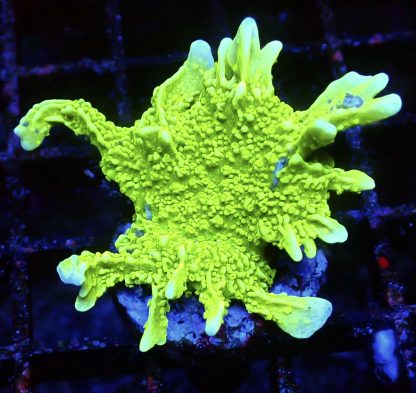WYSIWYG 11i Elkhorn Montipora
