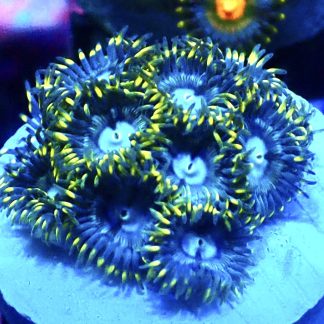 WYSIWYG  Zoanthid Frag B1
