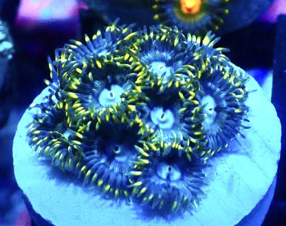 WYSIWYG  Zoanthid Frag B1