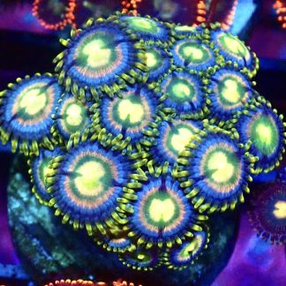 WYSIWYG Zoanthid Frag B6
