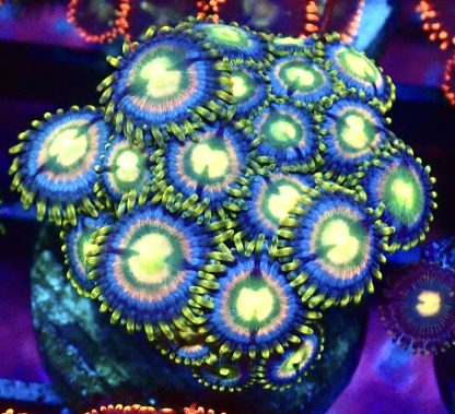 WYSIWYG Zoanthid Frag B6