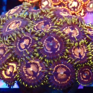 WYSIWYG Zoanthid Frag B21