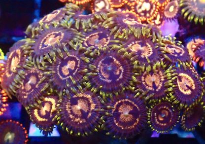 WYSIWYG Zoanthid Frag B21