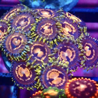 WYSIWYG  Zoanthid Frag B23