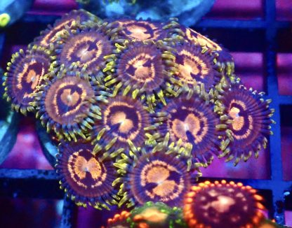 WYSIWYG  Zoanthid Frag B23