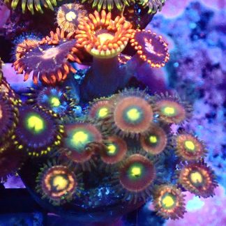 WYSIWYG  Zoanthid Frag B25