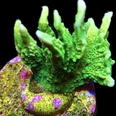 WYSIWYG 7G Elkhorn Montipora