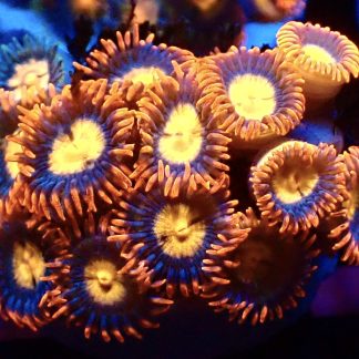 WYSIWYG  Zoanthid Frag B42
