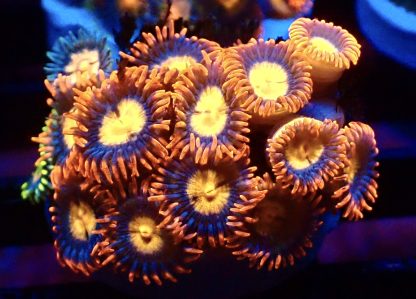 WYSIWYG  Zoanthid Frag B42