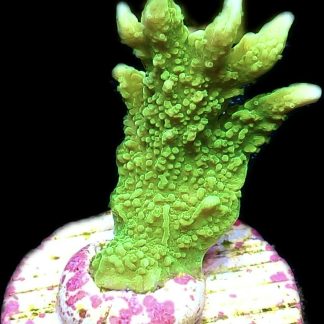 WYSIWYG 21B Elkhorn Montipora