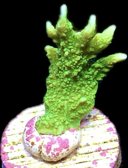 WYSIWYG 21B Elkhorn Montipora