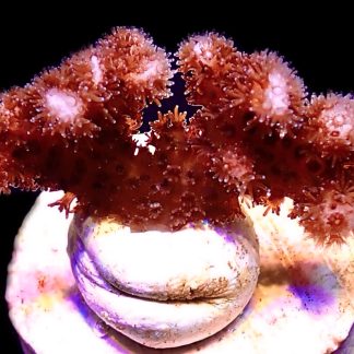 WYSIWYG 15J Cherry Tree Pocillopora Frag