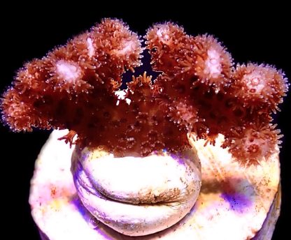 WYSIWYG 15J Cherry Tree Pocillopora Frag