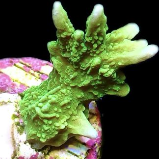WYSIWYG 20C Elkhorn Montipora