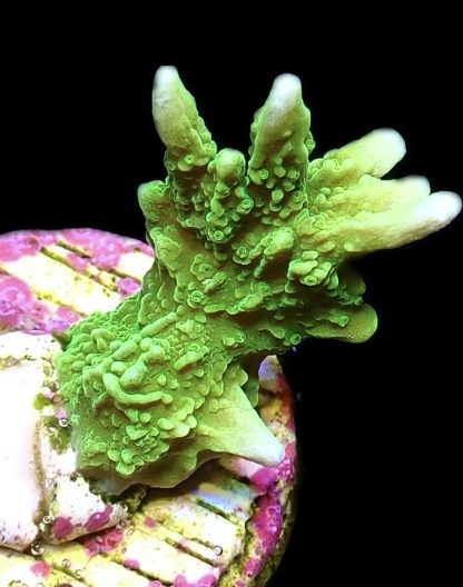 WYSIWYG 20C Elkhorn Montipora