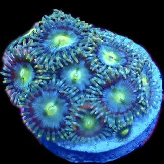 WYSIWYG  Zoanthid Frag B1