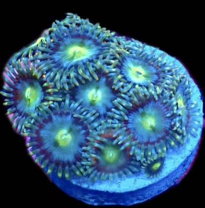 WYSIWYG  Zoanthid Frag B1