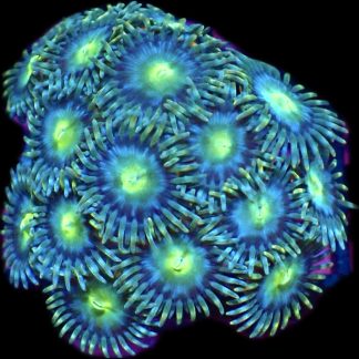 WYSIWYG Zoanthid Frag B6