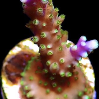 WYSIWYG 15D Purple Monster Acropora Frag