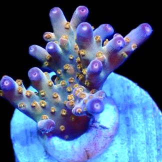 WYSIWYG 14i Midnight Beacon Acropora Frag