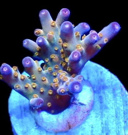 WYSIWYG 14i Midnight Beacon Acropora Frag