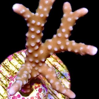 WYSIWYG 15K Pink Pearl Anacropora Frag - Large