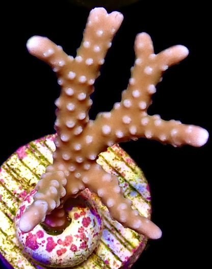WYSIWYG 15K Pink Pearl Anacropora Frag - Large