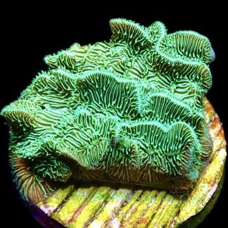 WYSIWYG 12K Ultra Metallic Scrolling Pavona Frag