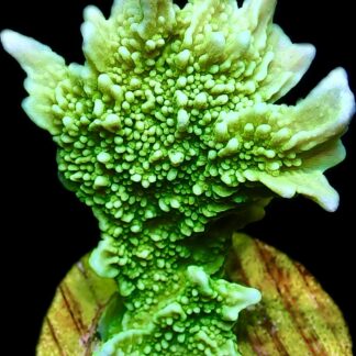 WYSIWYG M6 Elkhorn Montipora