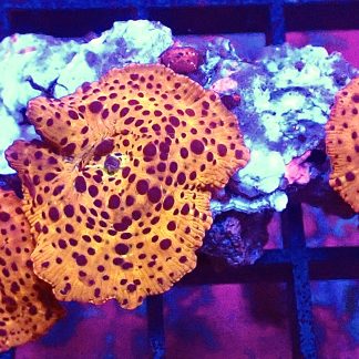 WYSIWYG T1 Ultra Mushroom Rock