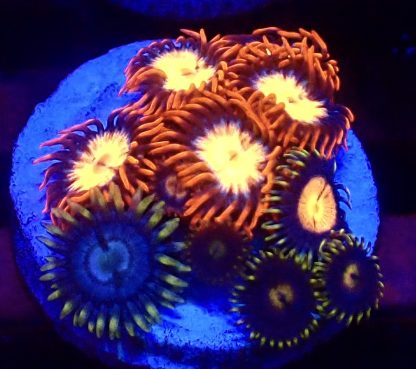 WYSIWYG  Zoanthid Frag B23