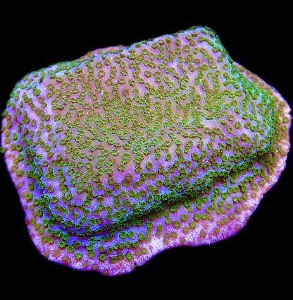 WYSIWYG M7 Pokerstar Montipora Frag Large