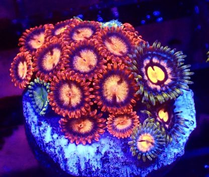 WYSIWYG  Zoanthid Frag B42