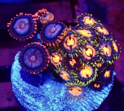 WYSIWYG  Zoanthid Frag B46