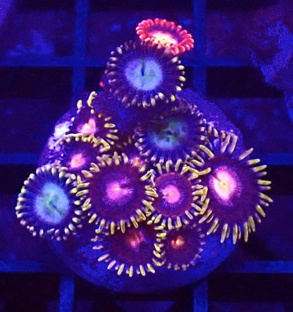 WYSIWYG Zoanthid Frag B58