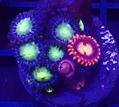 WYSIWYG  Zoanthid Frag B59