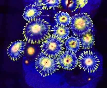 WYSIWYG  Zoanthid Frag B61