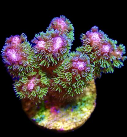 WYSIWYG M10 Amethyst Gem Pocillopora Frag