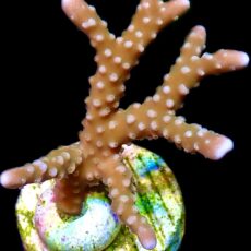 WYSIWYG 24B Pink Pearl Anacropora Frag - Large