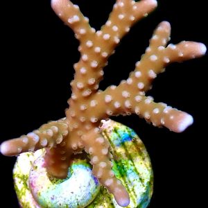 WYSIWYG 24B Pink Pearl Anacropora Frag - Large