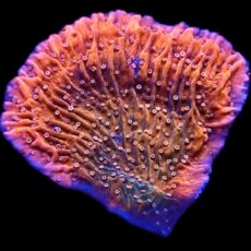 WYSIWYG 8C Tropical Punch Plating Montipora Capricornis