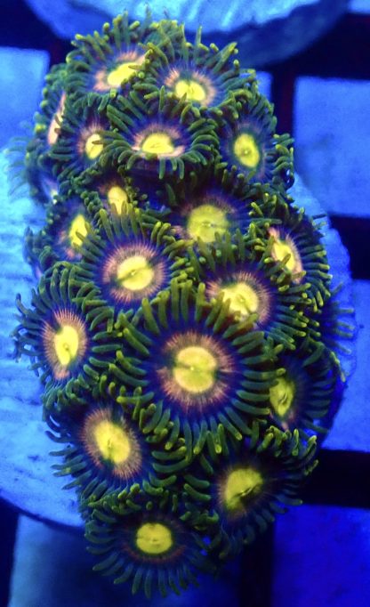 WYSIWYG  Zoanthid Frag Q1