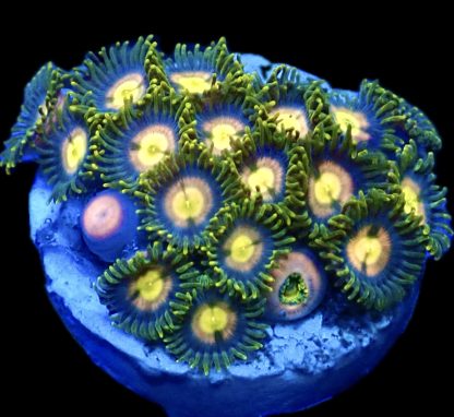 WYSIWYG  Zoanthid Frag Q2