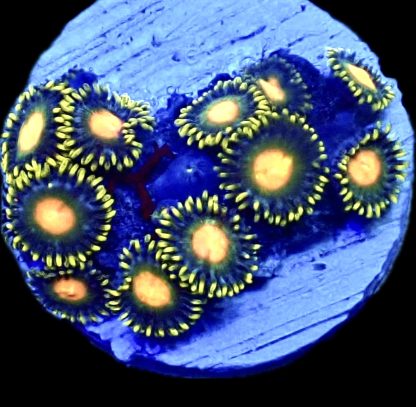 WYSIWYG  Zoanthid Frag Q3