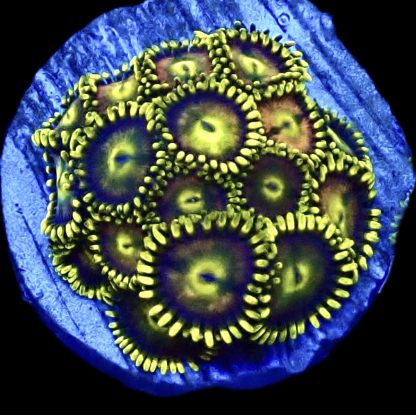 WYSIWYG  Zoanthid Frag Q6