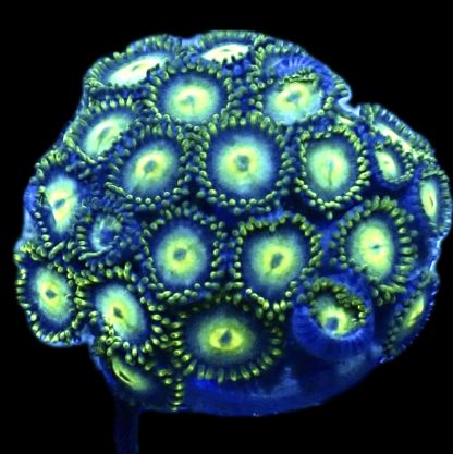 WYSIWYG  Zoanthid Frag Q7