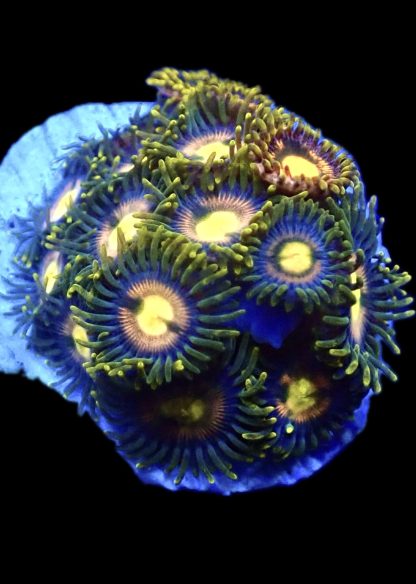 WYSIWYG  Zoanthid Frag Q8