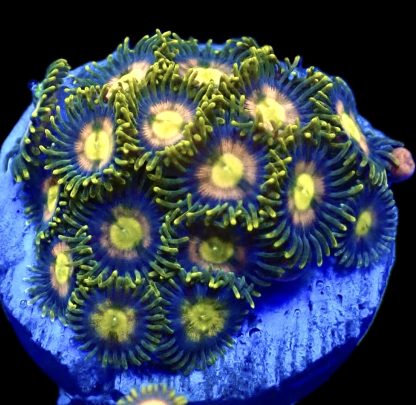 WYSIWYG  Zoanthid Frag Q9